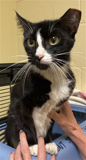 Audrey - Domestic Short Hair