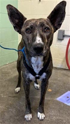 Arabella - Dutch Shepherd