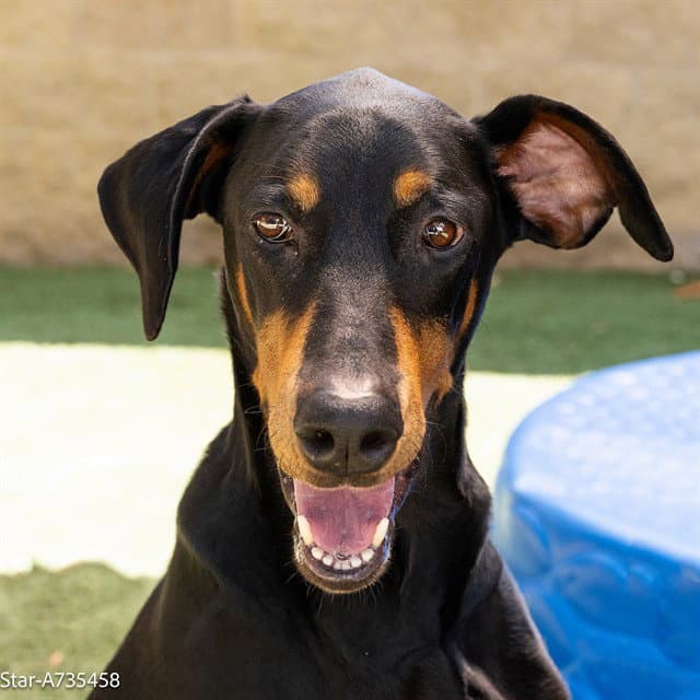 Star - Doberman Pinscher
