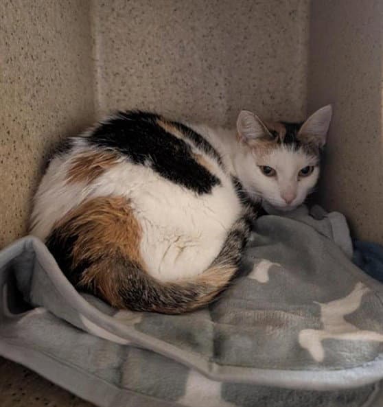 Barn Cat Autumn - Domestic Short Hair