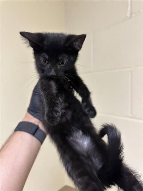 Louie - Domestic Short Hair