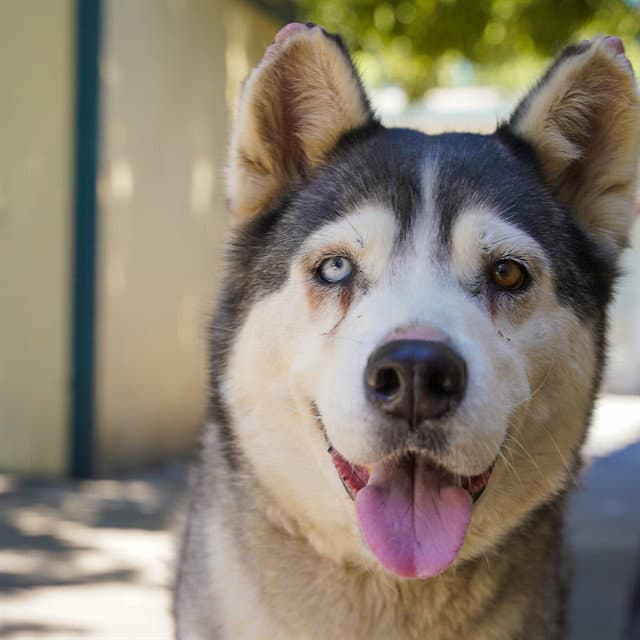 Blossom - Siberian Husky
