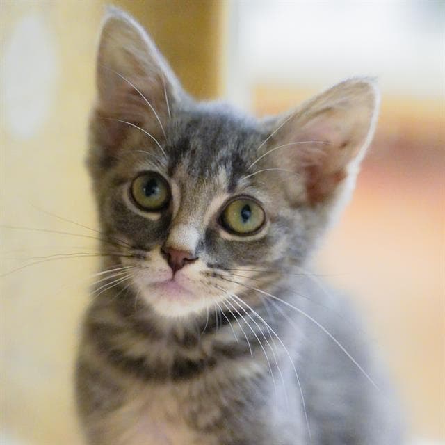 Pansy - Domestic Short Hair
