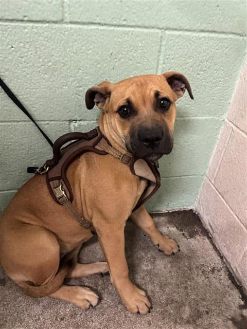 Lolli - Pit Bull Terrier