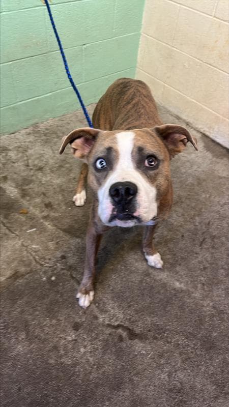 Damu - Pit Bull Terrier