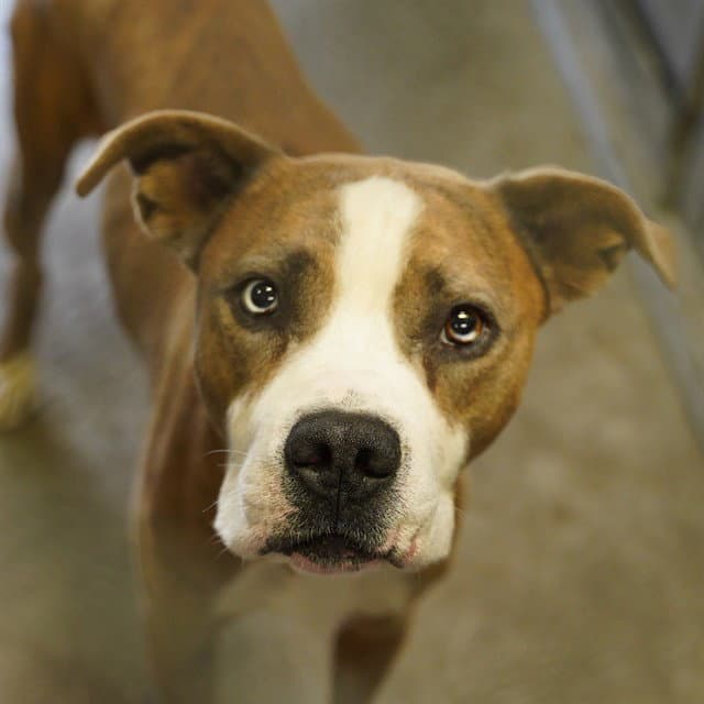 Damu - Pit Bull Terrier