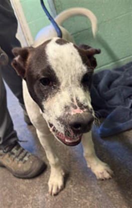 Sampson - Pit Bull Terrier