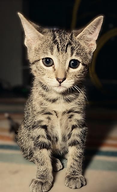 Yolandi - Domestic Short Hair