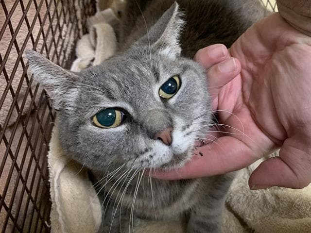 Margaret - Domestic Short Hair