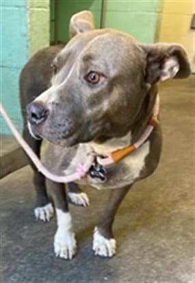 Unknown - Pit Bull Terrier