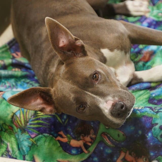 Unknown - Pit Bull Terrier