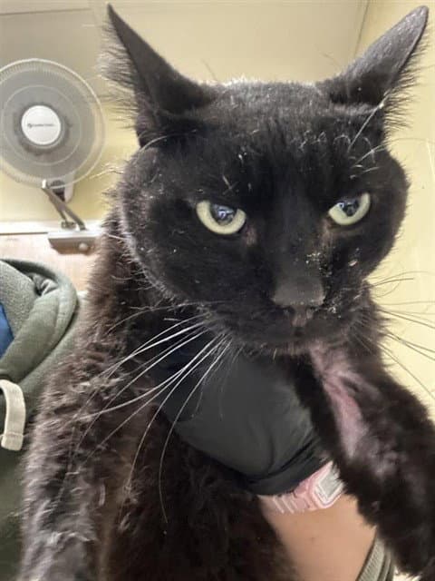 Unknown - Domestic Short Hair