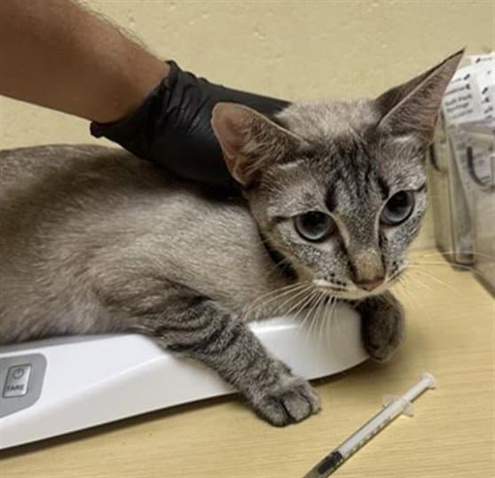 Blueberry - Domestic Short Hair