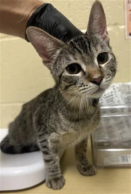 Strawberry - Domestic Short Hair