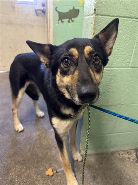 Nala - German Shepherd Dog