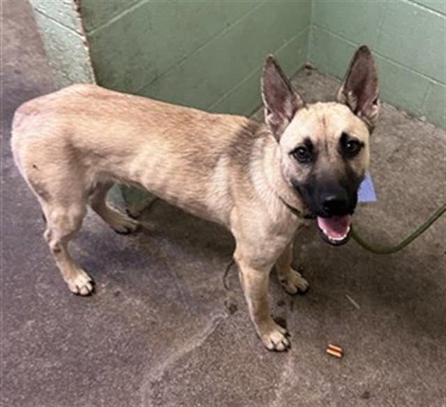 Croissant - German Shepherd Dog