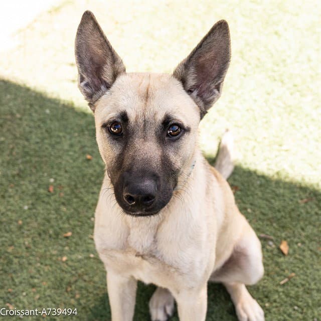 Croissant - German Shepherd Dog