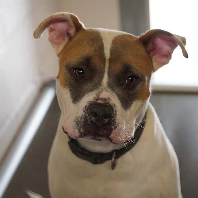 Maximus Decimus Meridius - Pit Bull Terrier