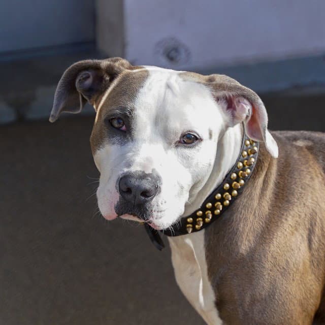 Doris - Pit Bull Terrier