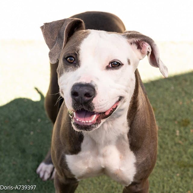 Doris - Pit Bull Terrier