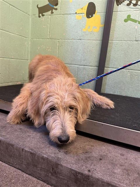 Cookie - Irish Terrier