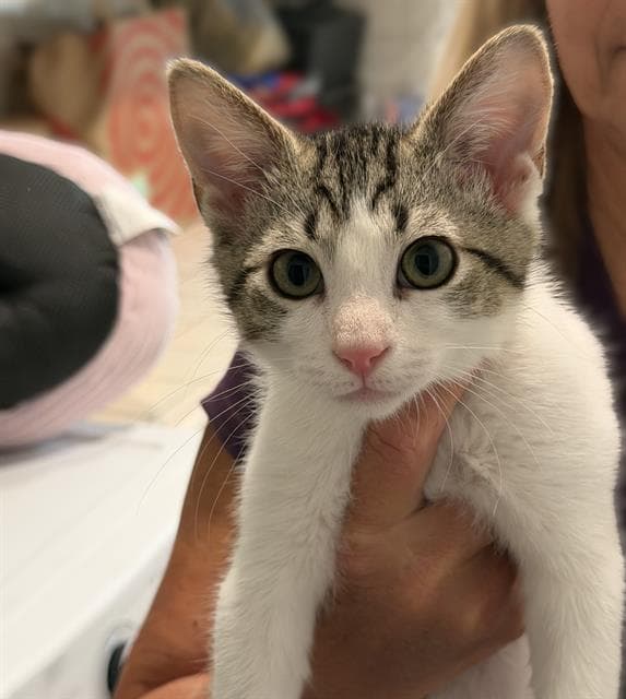 Oliver - Domestic Short Hair