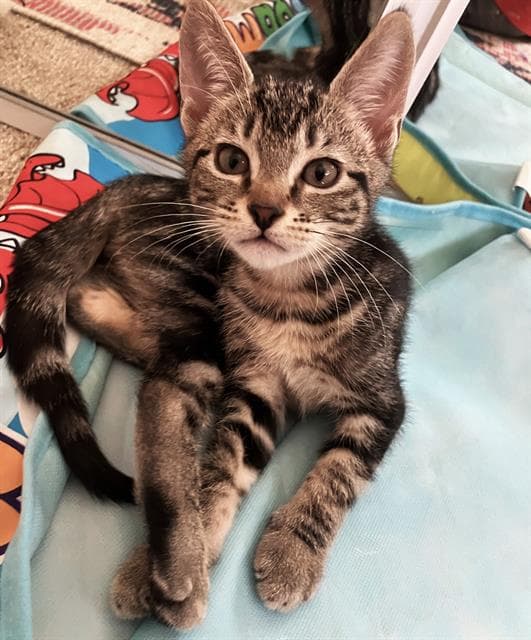 Muffin - Domestic Short Hair