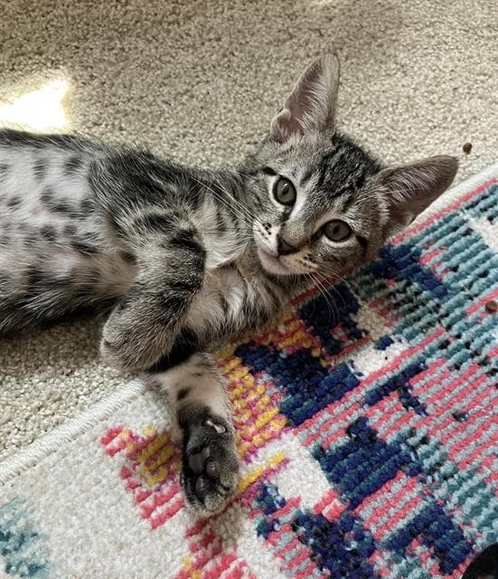 Charley - Domestic Short Hair