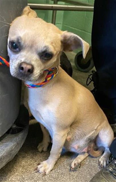 Sasha - Chihuahua