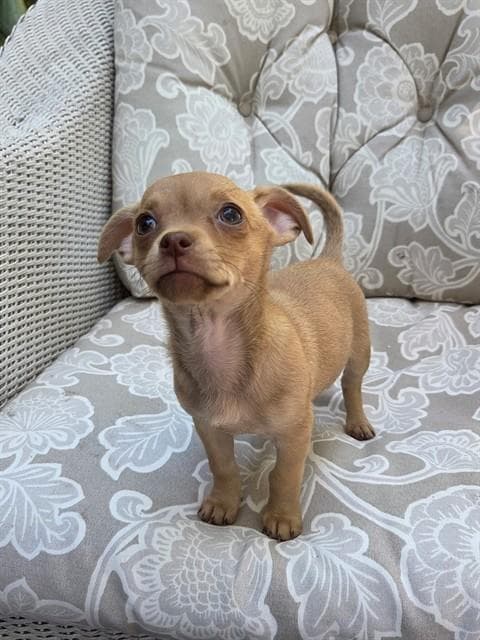 Chloe - Chihuahua