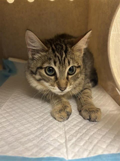 Tinky - Domestic Short Hair