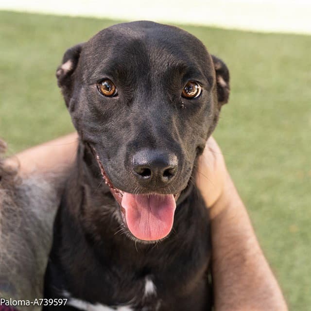 Paloma - Pit Bull Terrier