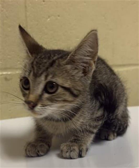 Honky - Domestic Short Hair