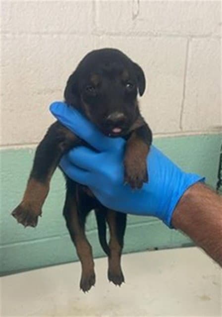 Missy - Doberman Pinscher