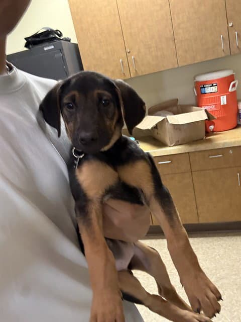 Missy - Doberman Pinscher