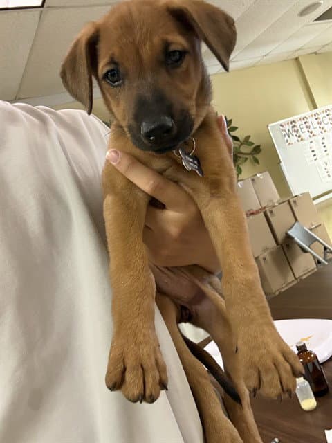 Unknown - Doberman Pinscher