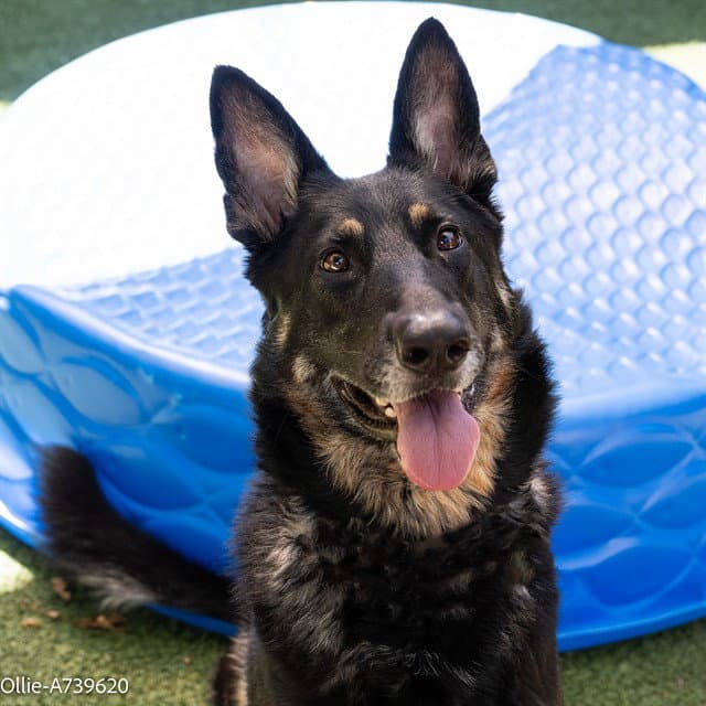 Ollie - German Shepherd Dog