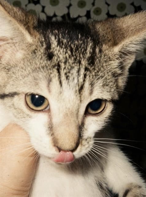 Lightening Bolt - Domestic Short Hair