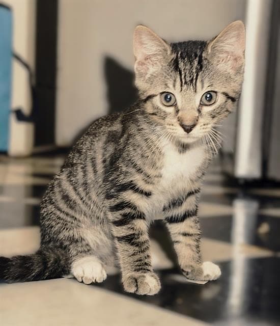 Ninji - Domestic Short Hair