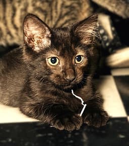 Nubbins image 1