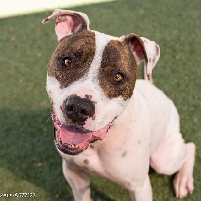 Zeus - Pit Bull Terrier