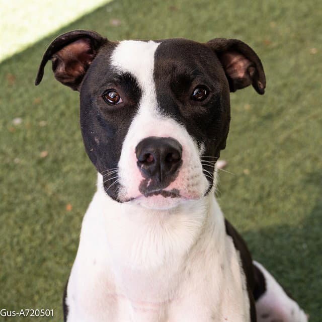 Gun - Pit Bull Terrier
