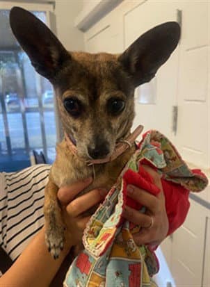 Honey - Chihuahua