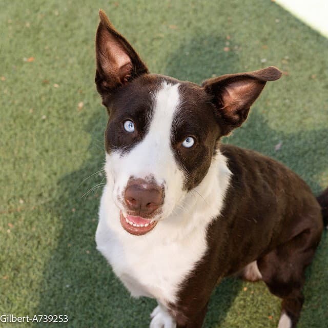Gilbert - Siberian Husky