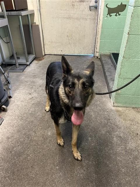 Birdie - German Shepherd Dog