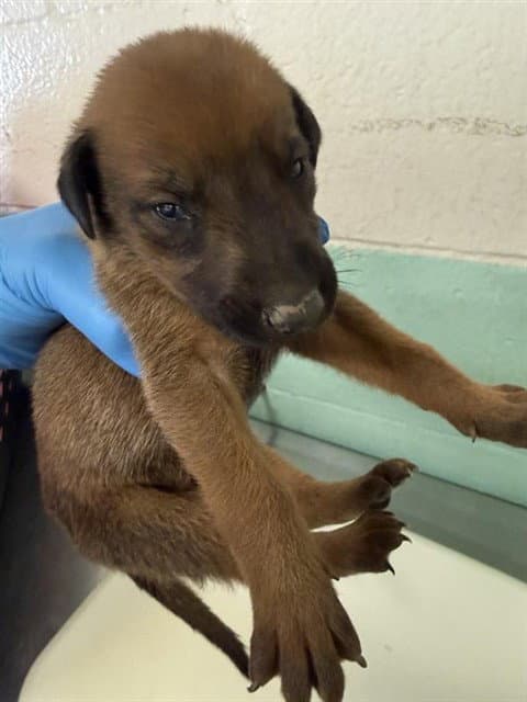 Unknown - Doberman Pinscher