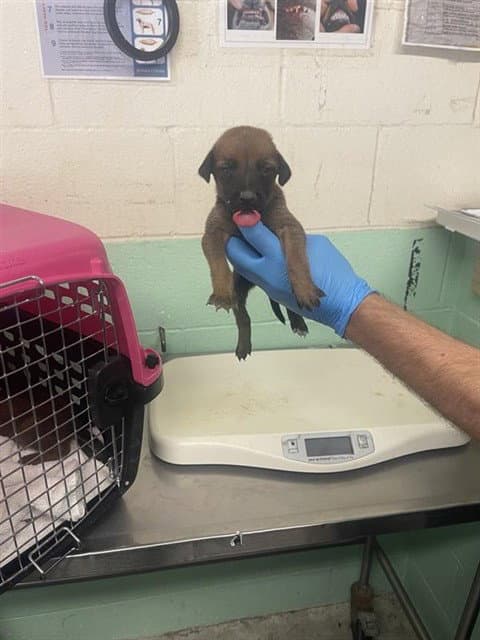 Maple - Doberman Pinscher