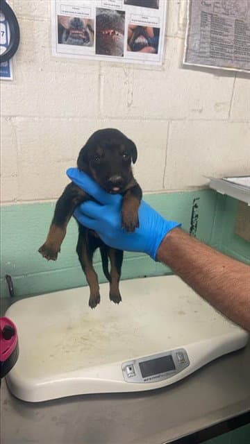 Unknown - Doberman Pinscher