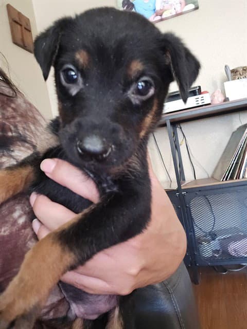 Little Bear - Doberman Pinscher
