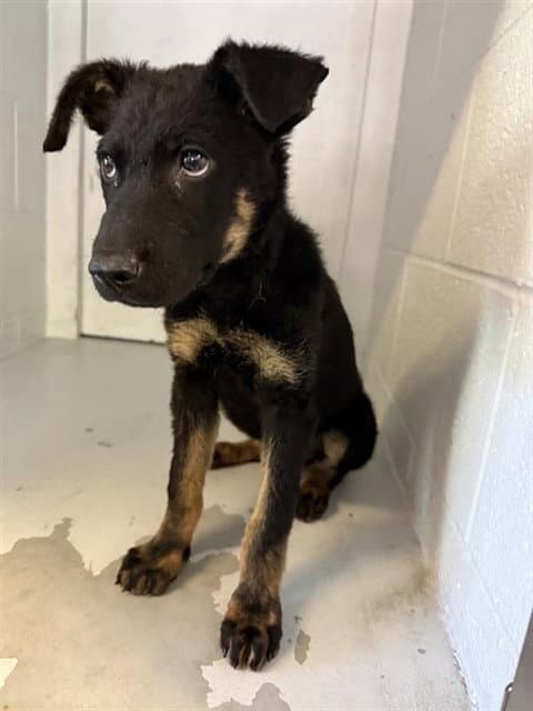 Unknown - German Shepherd Dog